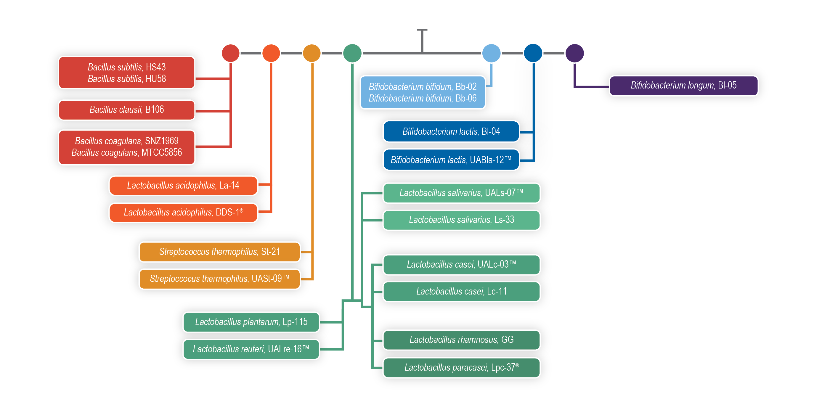 Phylogenetic Tree graph image